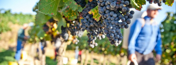 working-in-the-vineyard.jpg